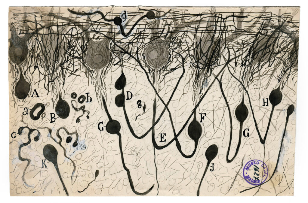 O homem que desenhou o cérebro: como Santiago Ramón y Cajal ajudou a fundar, sem o saber, a inteligência artificial Desenho de células do cérebro humano.